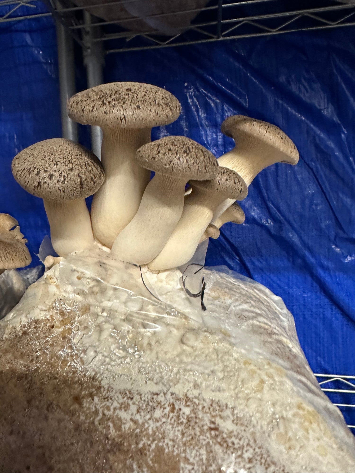 King Oyster