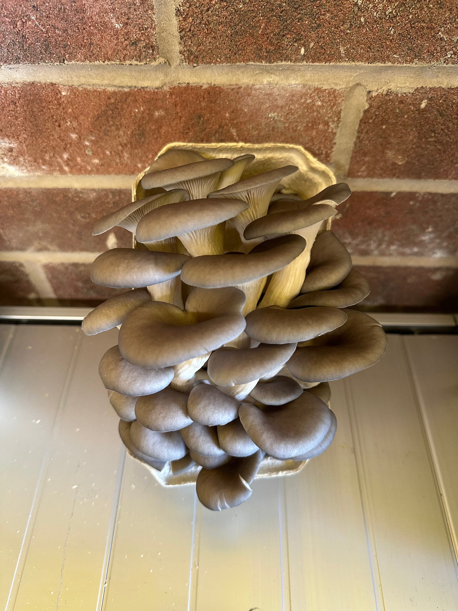 Blue Oyster