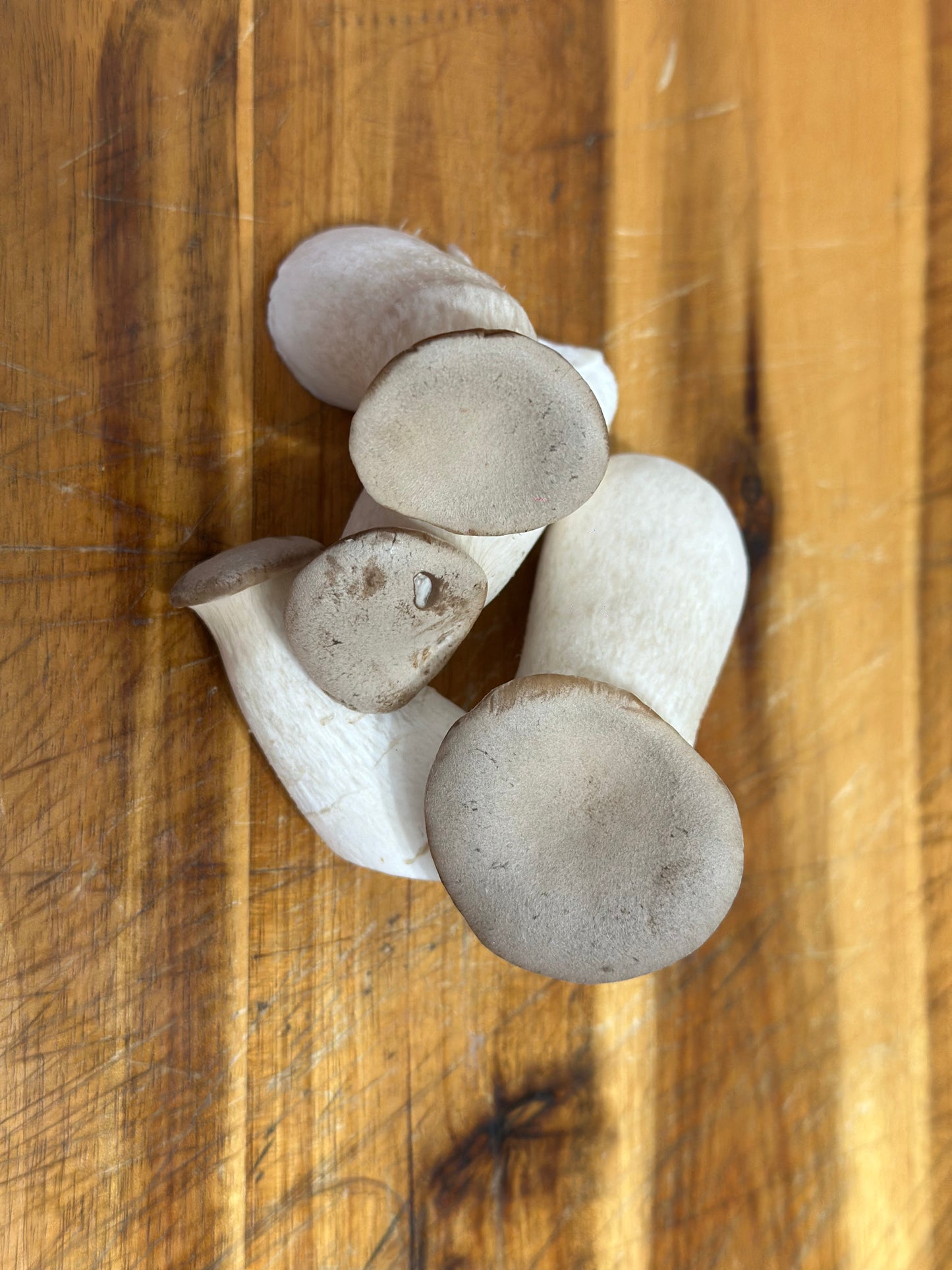 King Oyster 250g